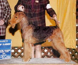 Kyna's Kennels Airedale - Sully